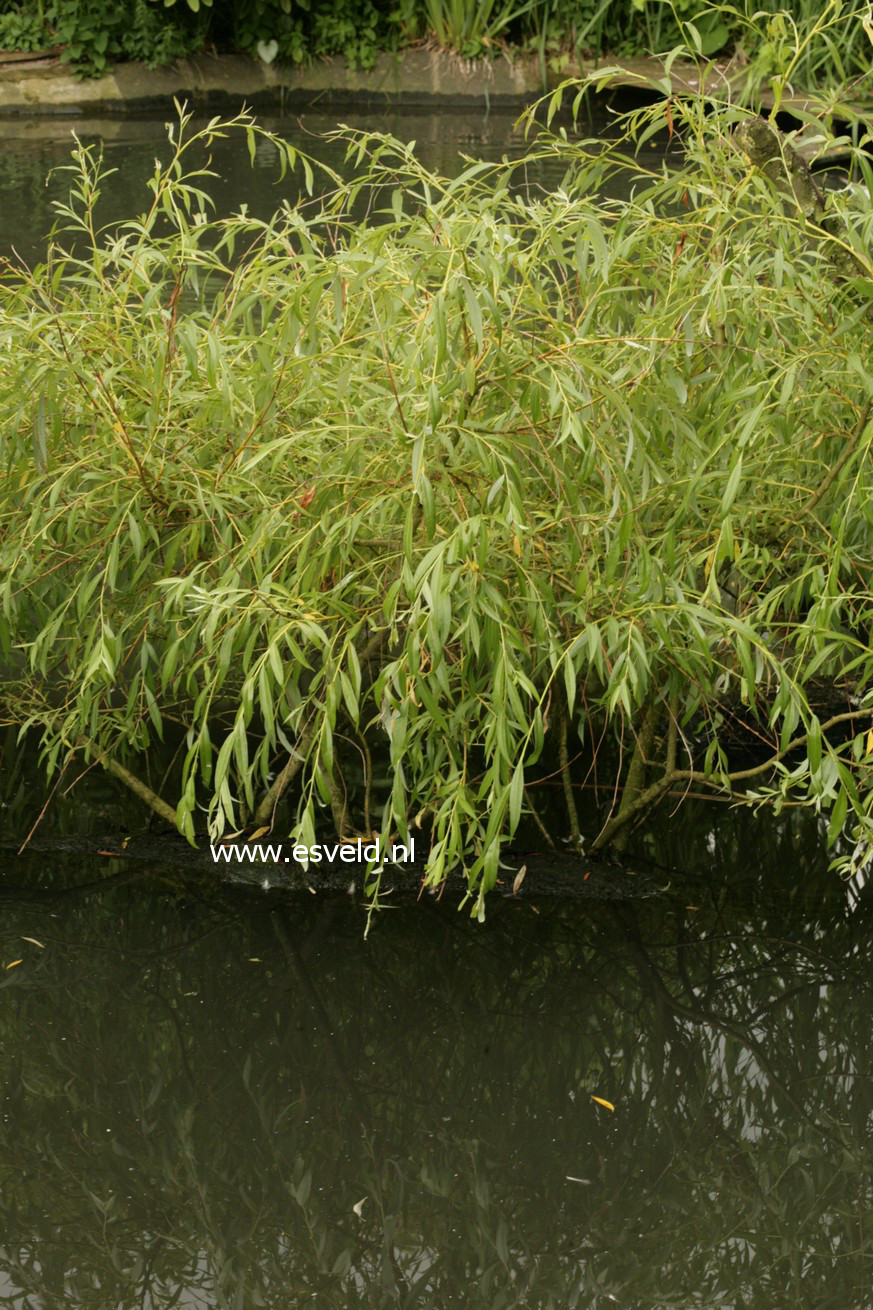 Salix sepulcralis 'Chrysocoma'