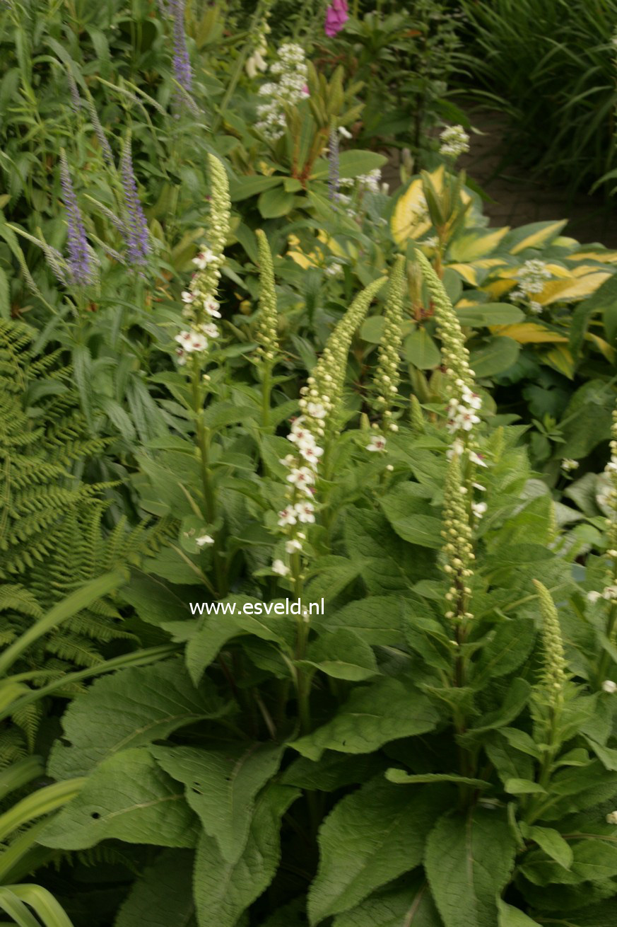 Verbascum chaixii 'Album'