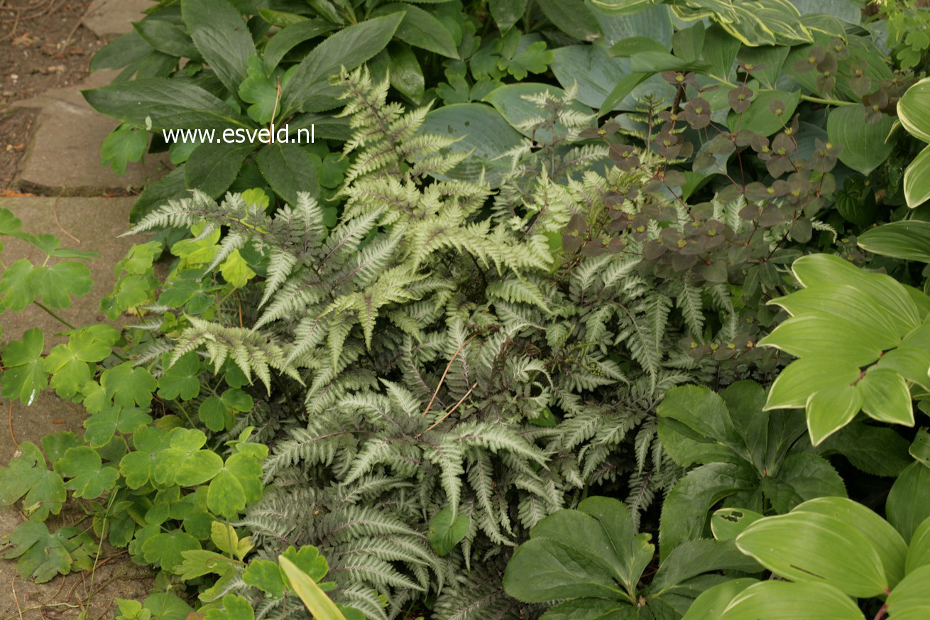 Athyrium niponicum 'Pictum'