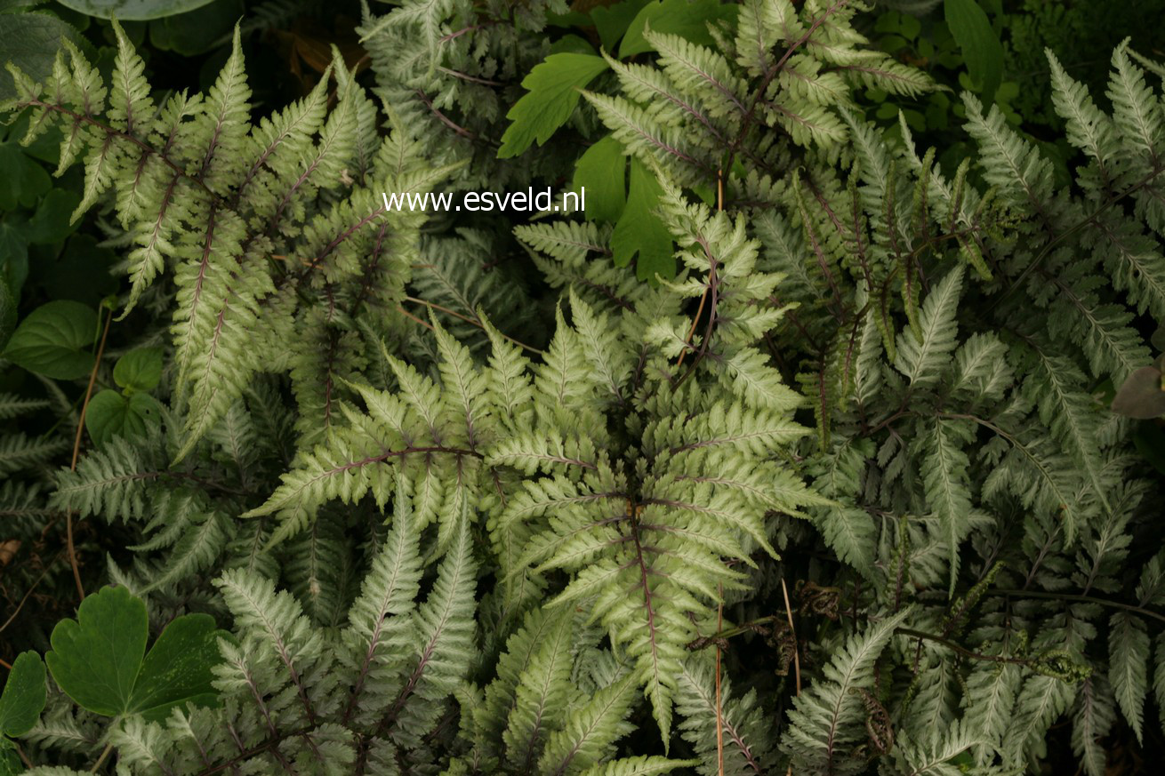 Athyrium niponicum 'Pictum'