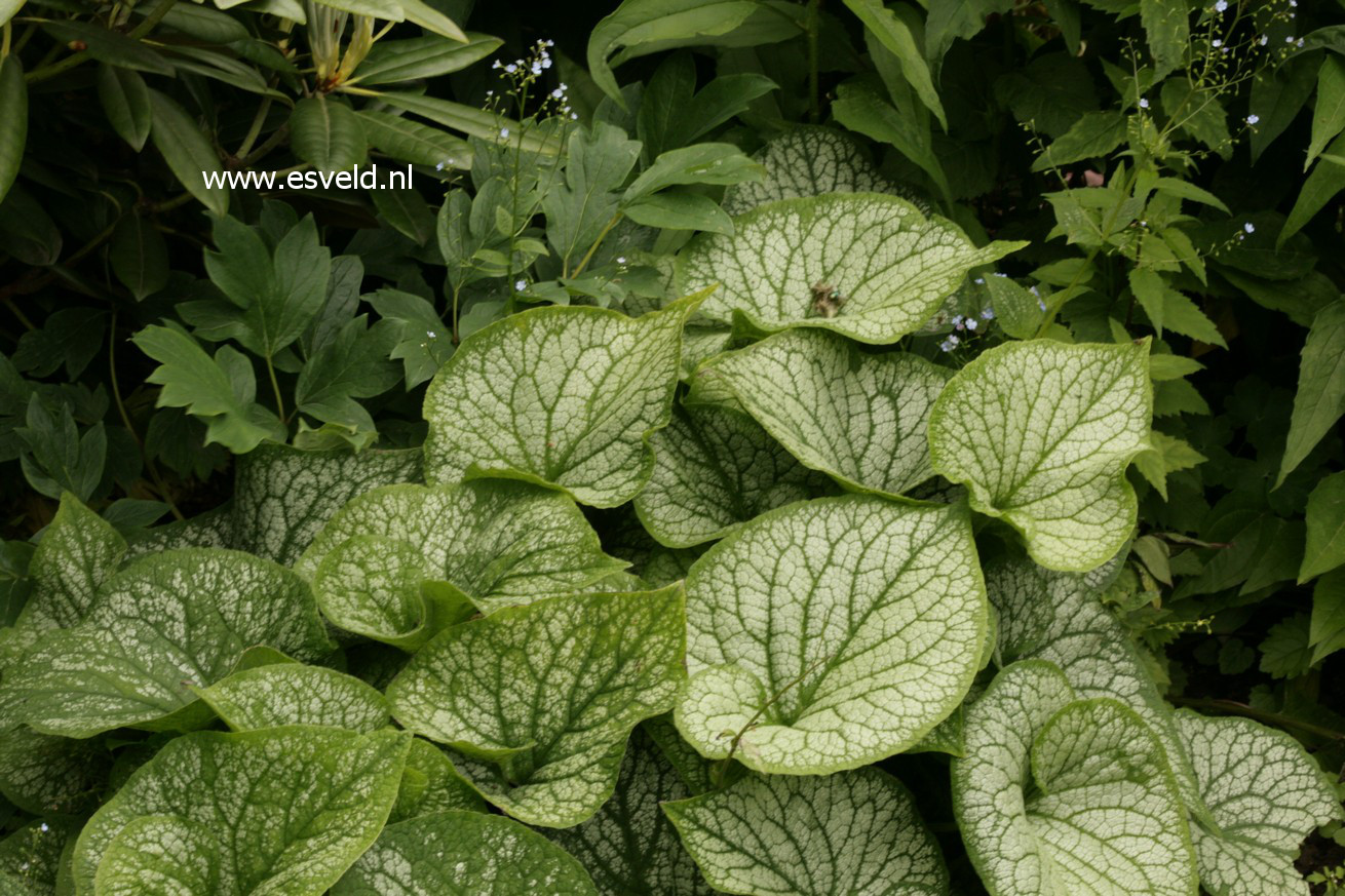 Brunnera macrophylla 'Jack Frost'