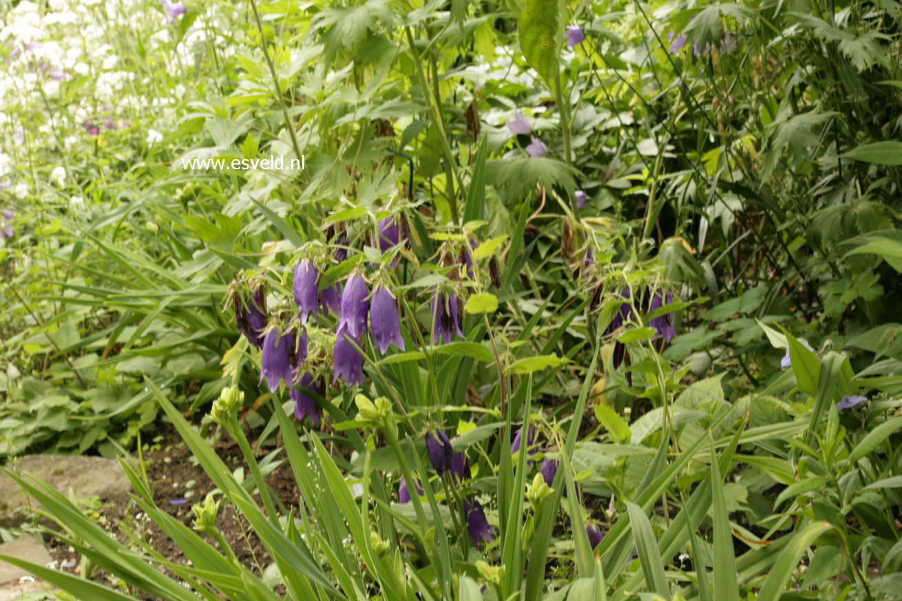 Campanula 'Sarastro'