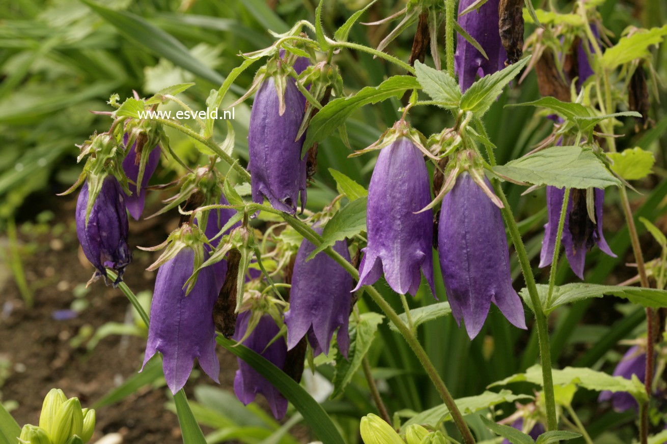 Campanula 'Sarastro'