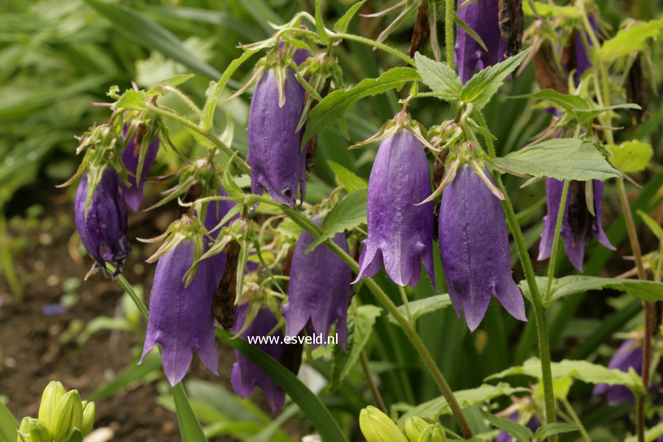 Campanula 'Sarastro'