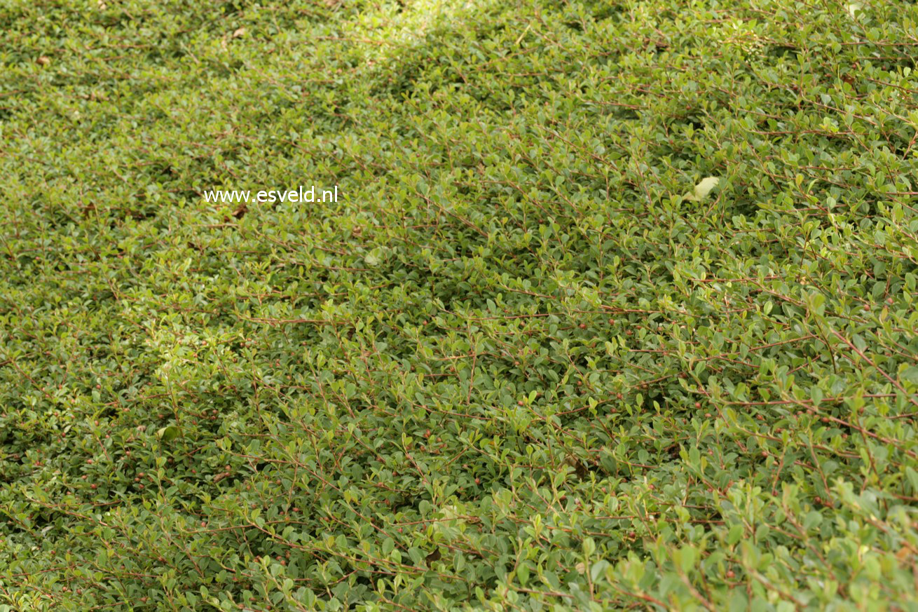 Cotoneaster dammeri