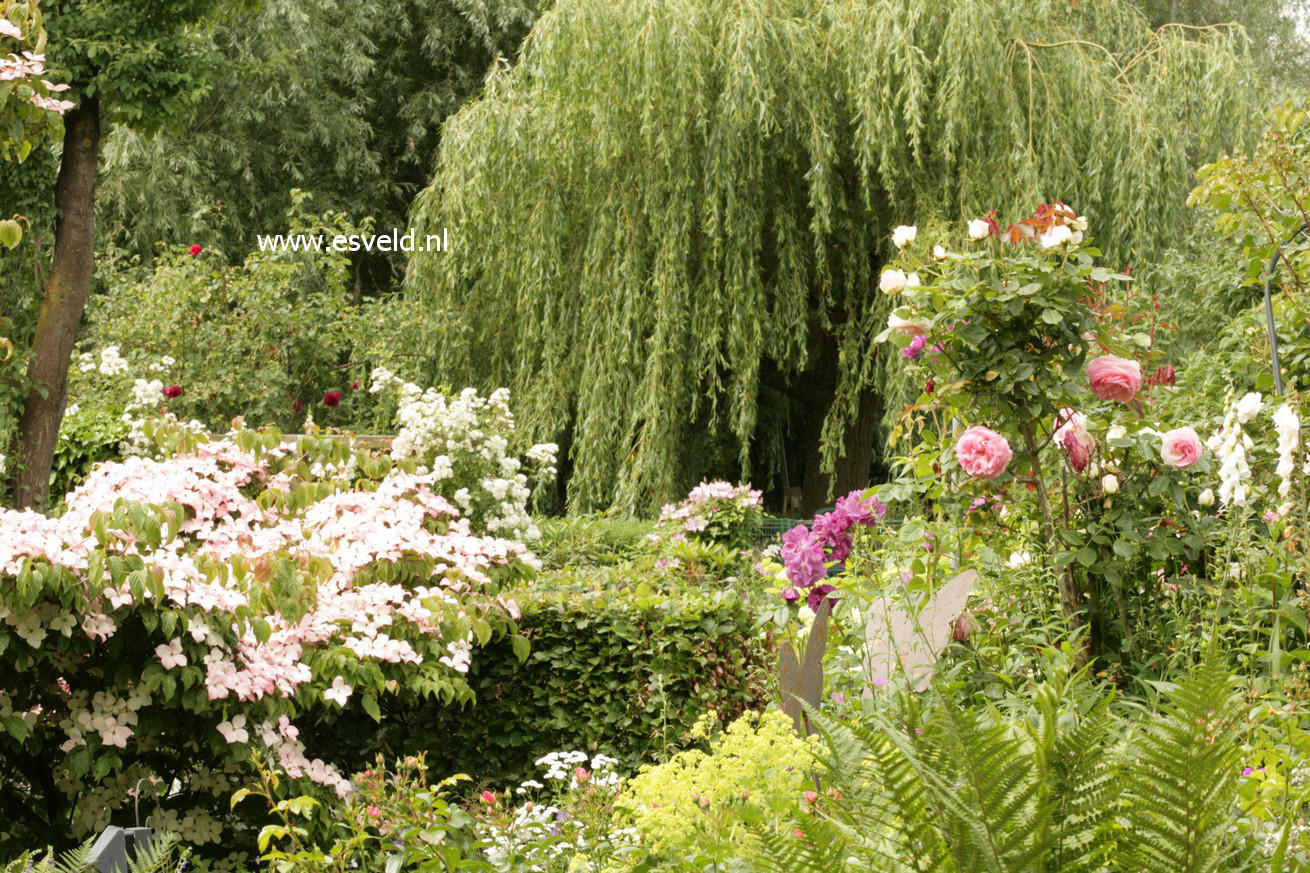 Salix sepulcralis 'Chrysocoma'