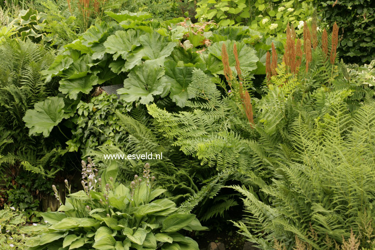 Osmunda regalis