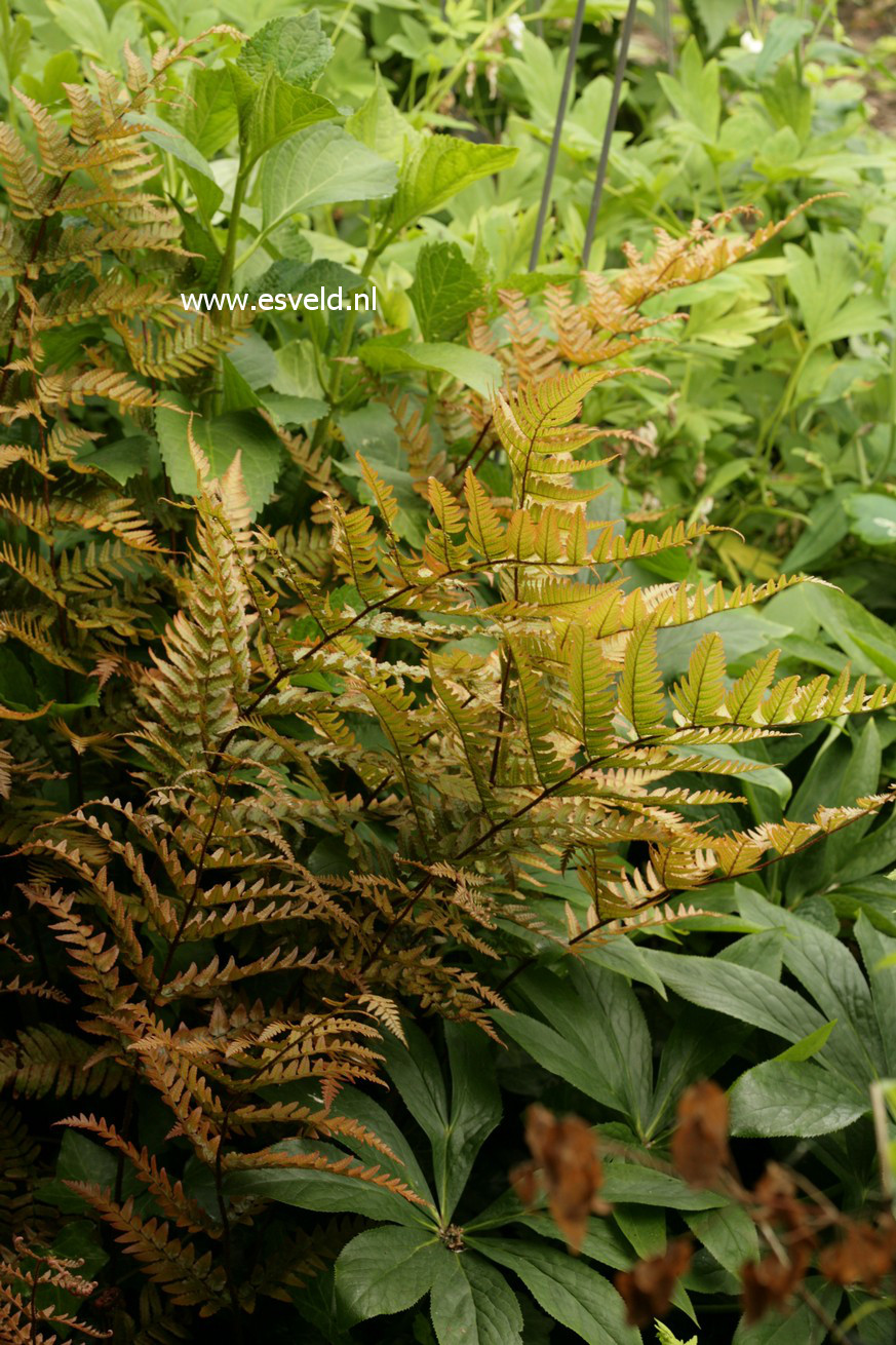 Dryopteris erythrosora