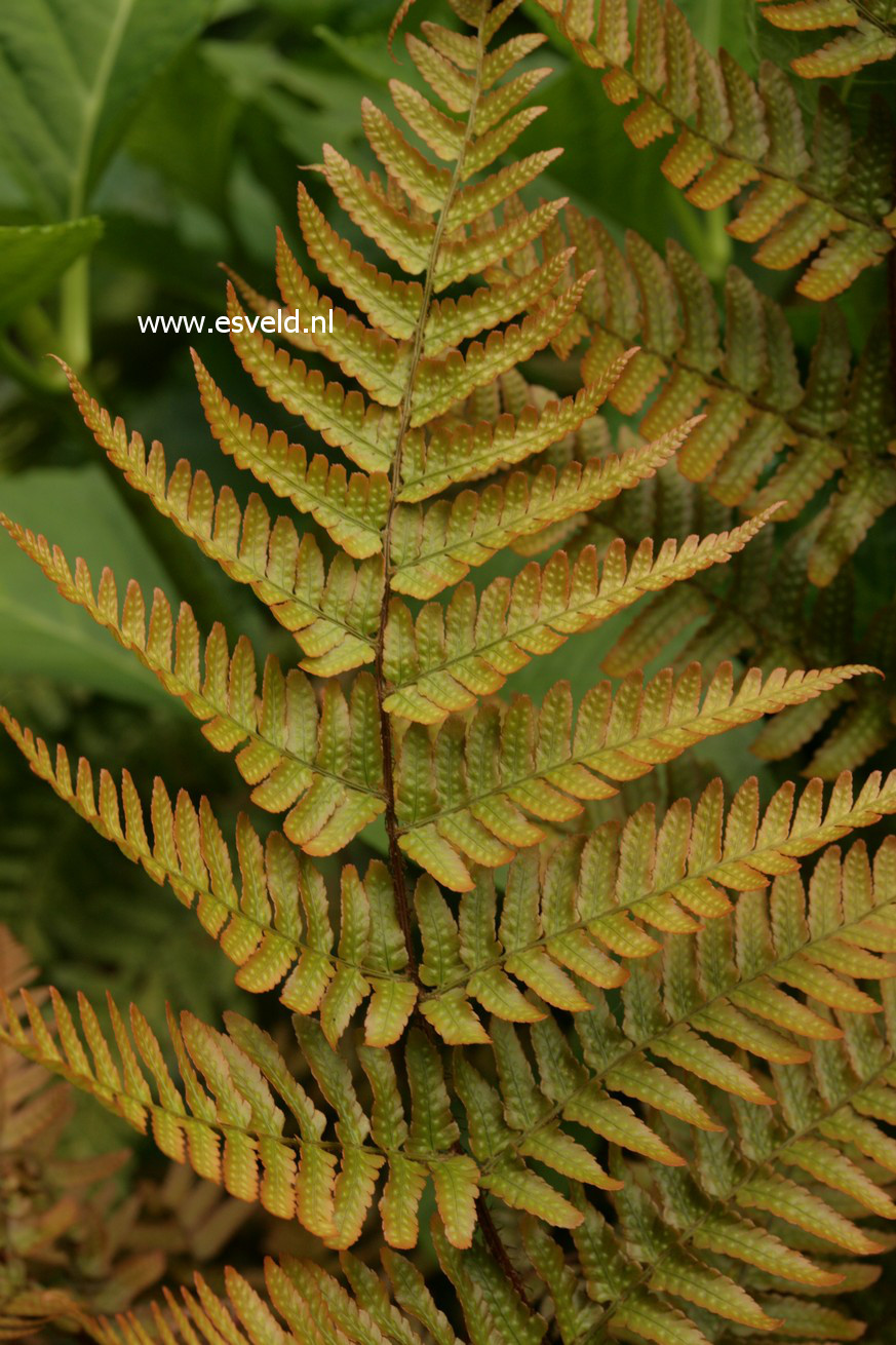 Dryopteris erythrosora