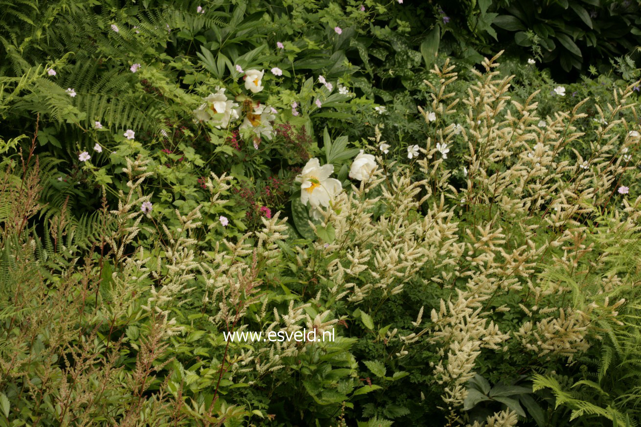 Aruncus aethusifolius