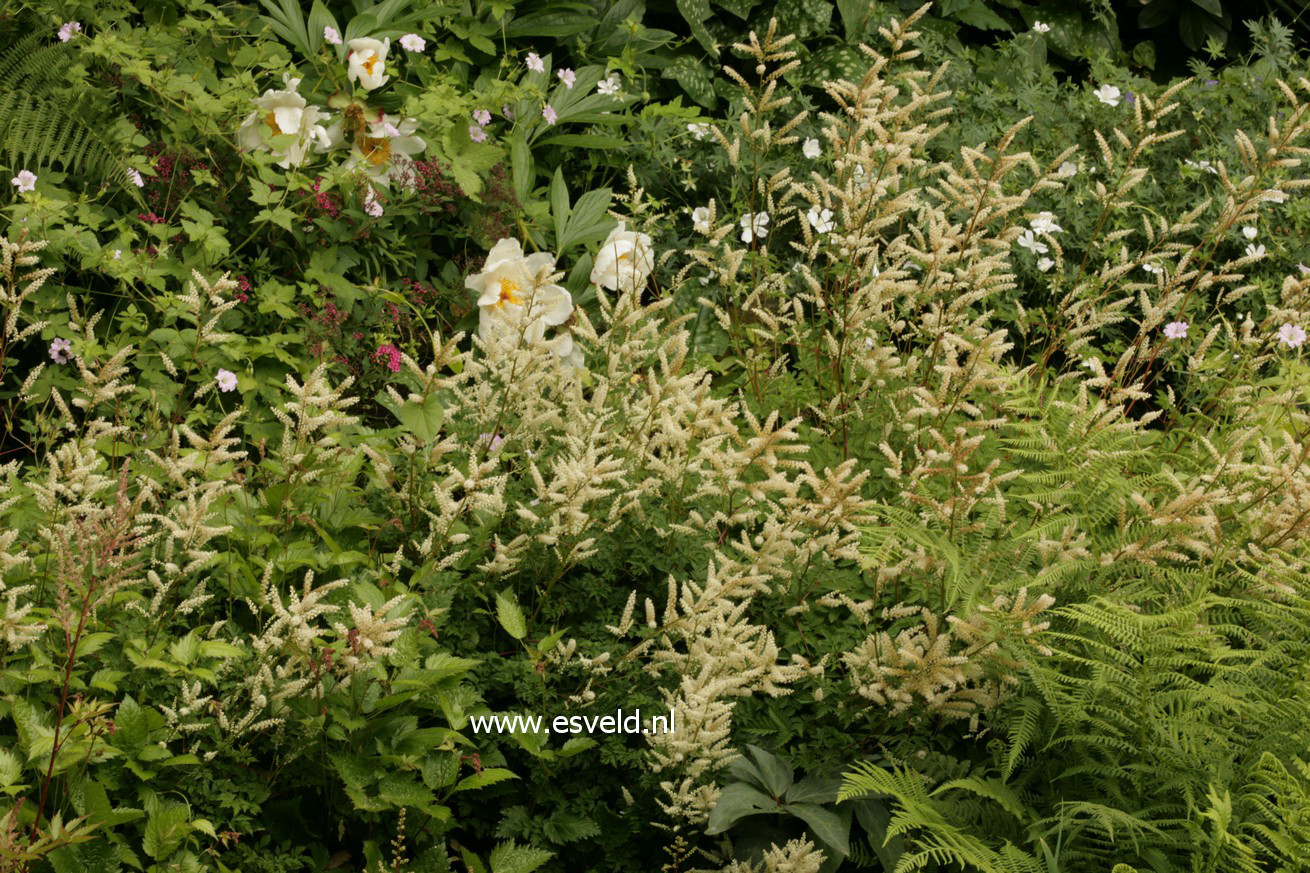 Aruncus aethusifolius