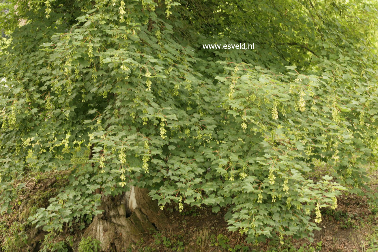 Acer pseudoplatanus