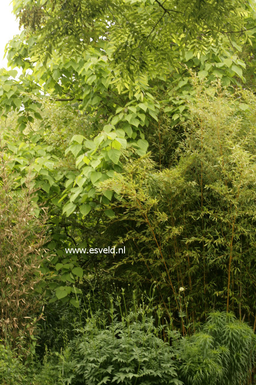 Catalpa bignonioides