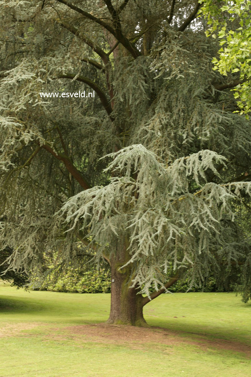 Cedrus libani 'Glauca Group'