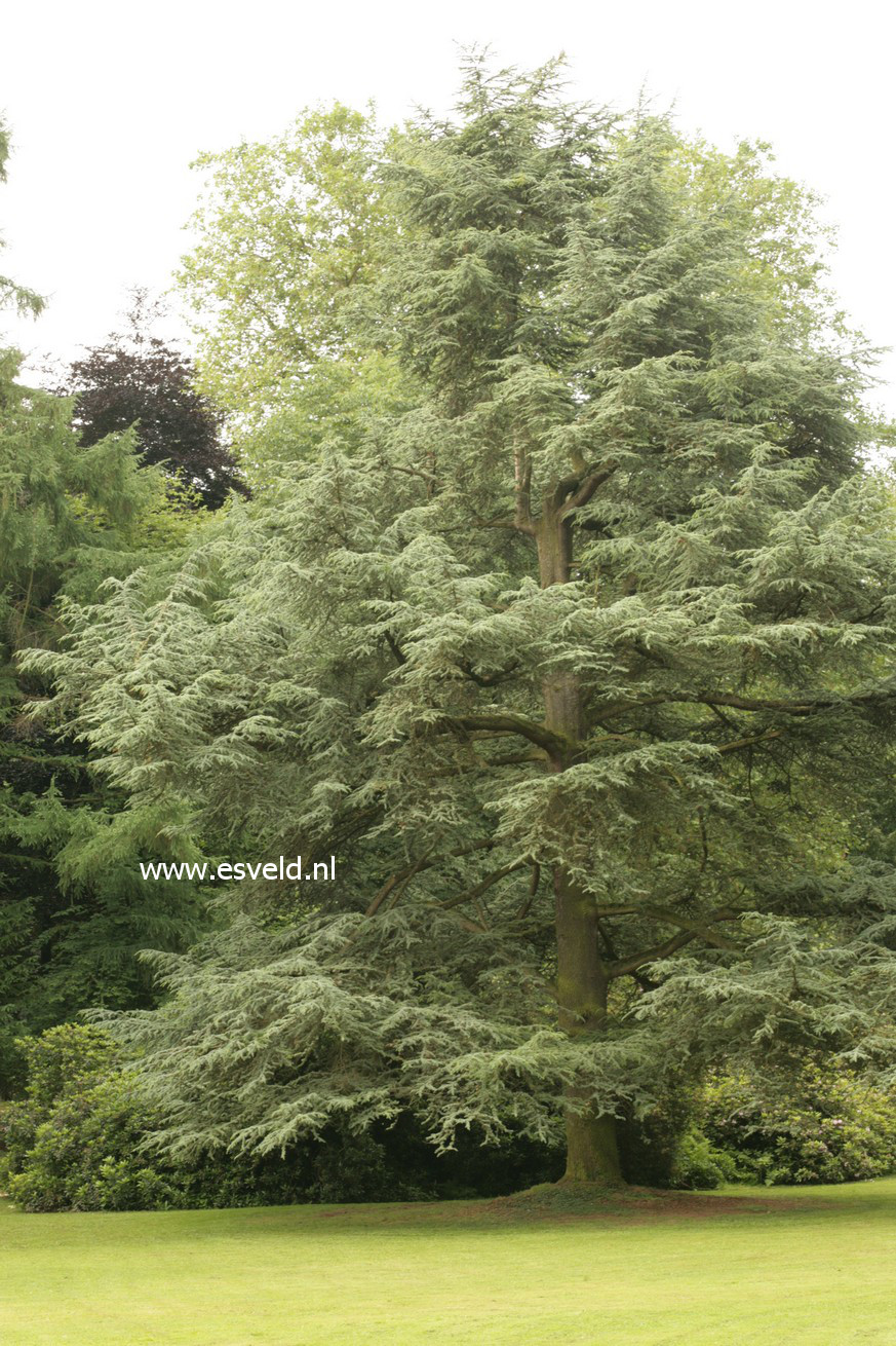 Cedrus libani 'Glauca Group'