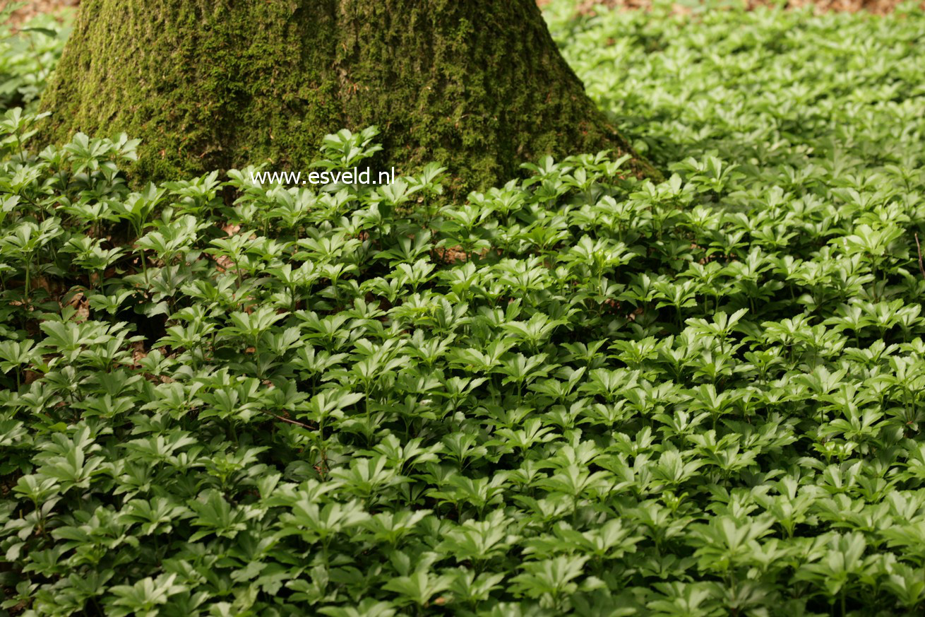 Pachysandra terminalis