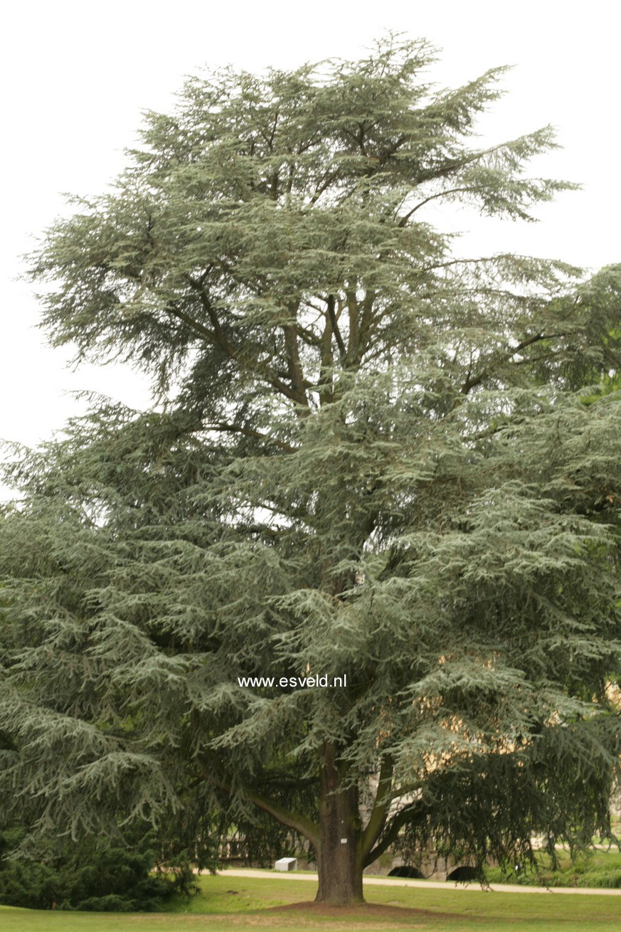 Cedrus libani 'Glauca Group'