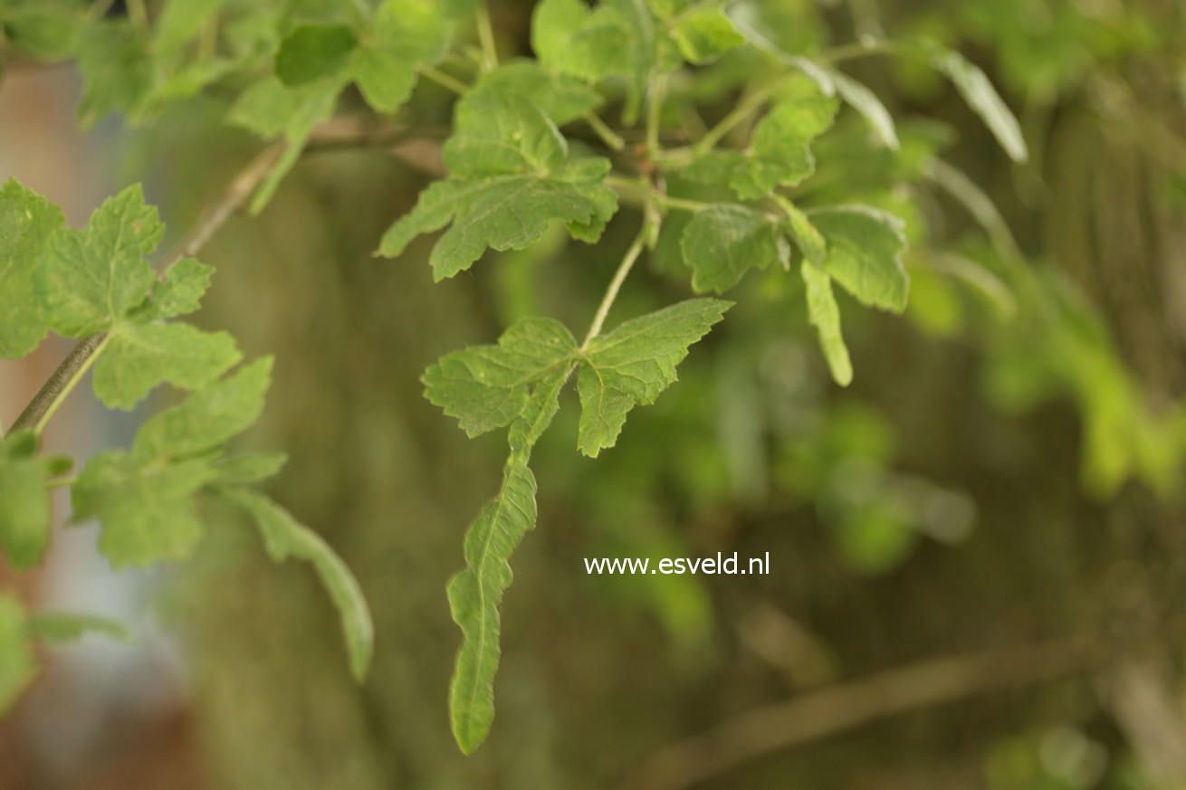 Tilia platyphyllos 'Laciniata'