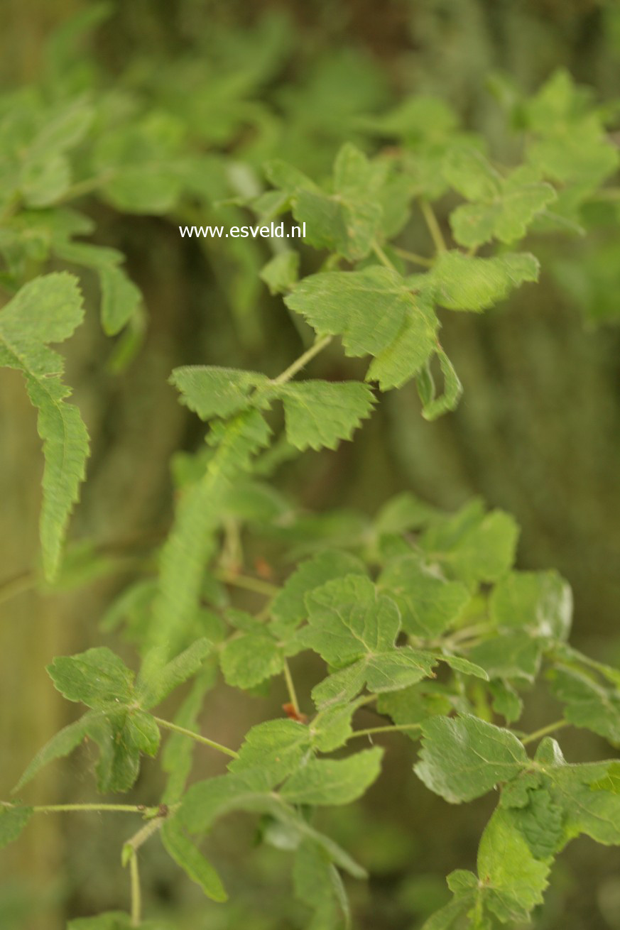 Tilia platyphyllos 'Laciniata'
