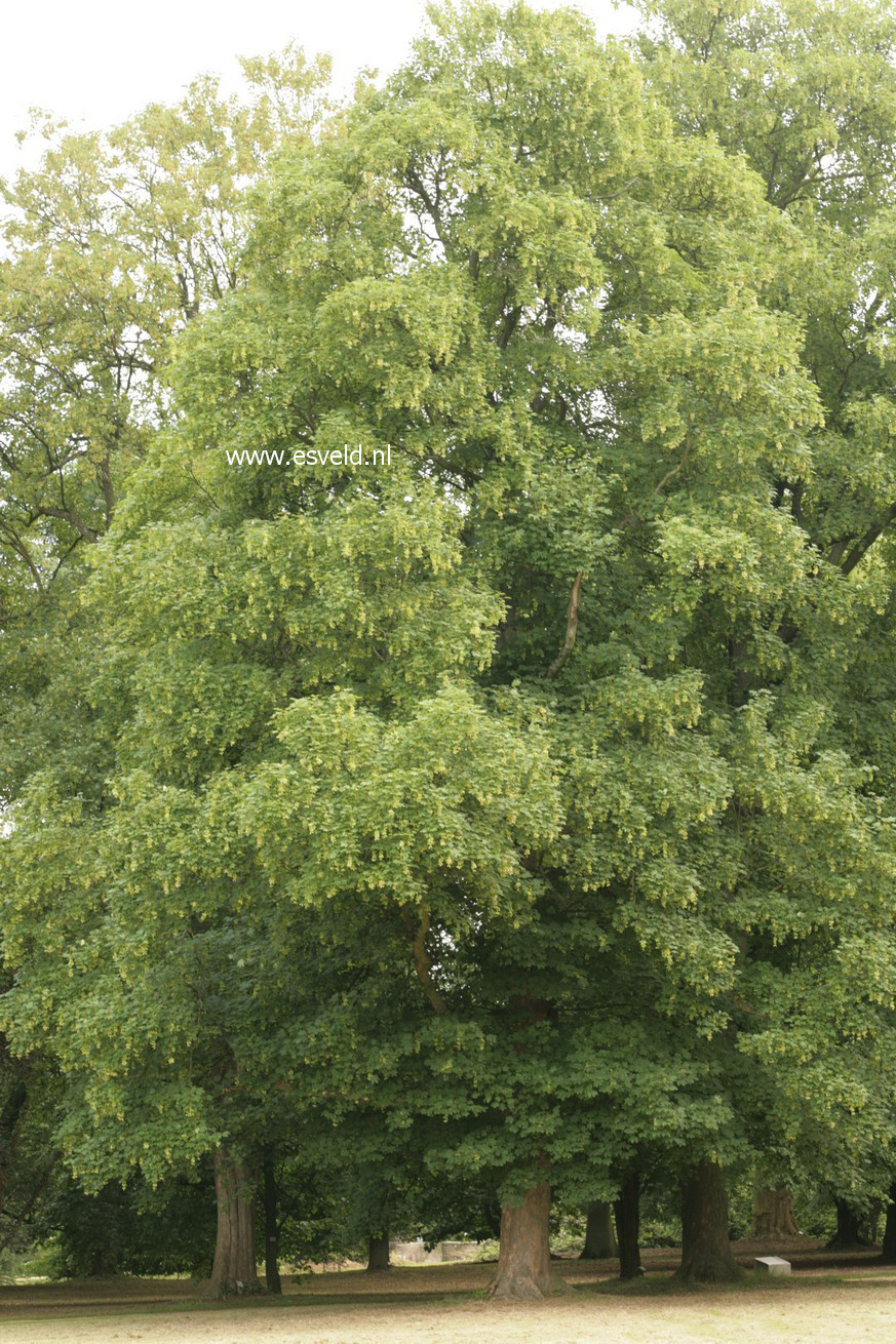 Acer pseudoplatanus