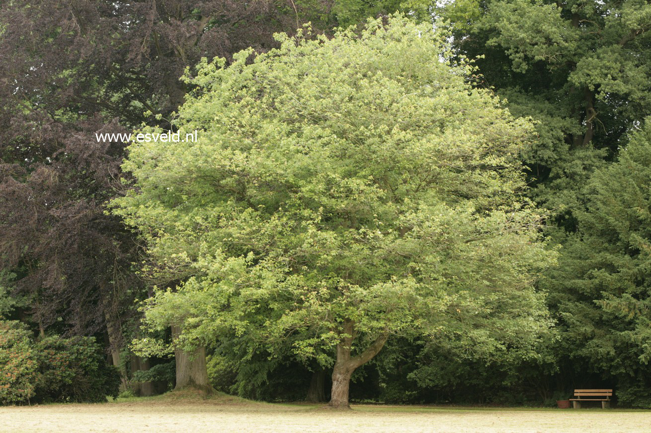 Acer rubrum