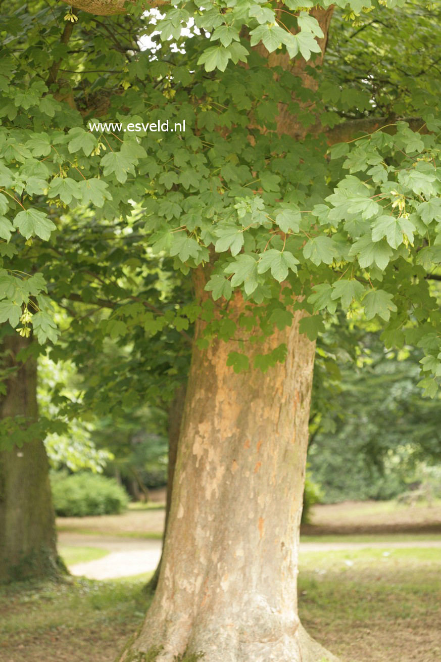 Acer pseudoplatanus