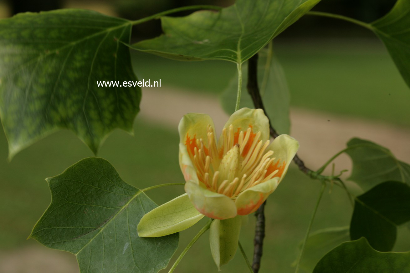 Liriodendron tulipifera