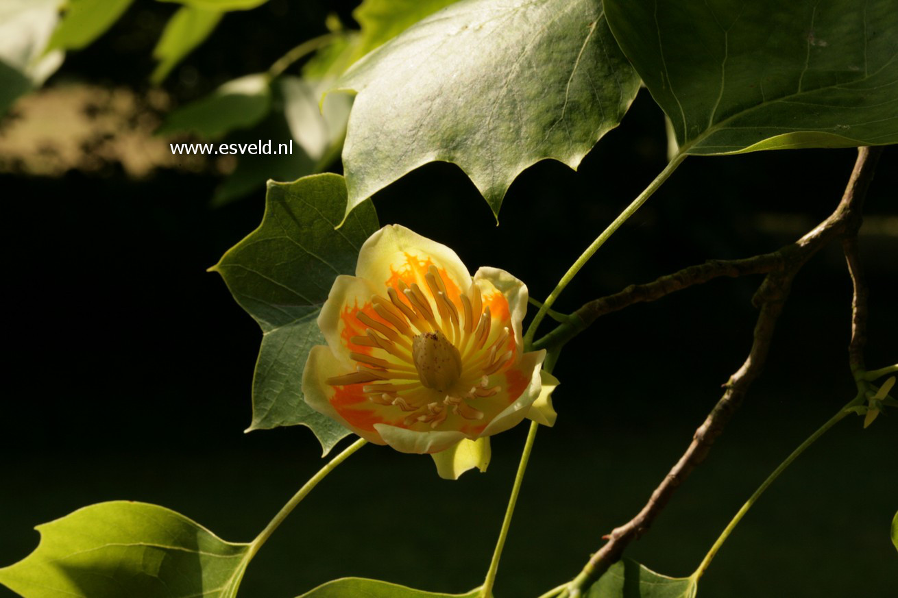 Liriodendron tulipifera