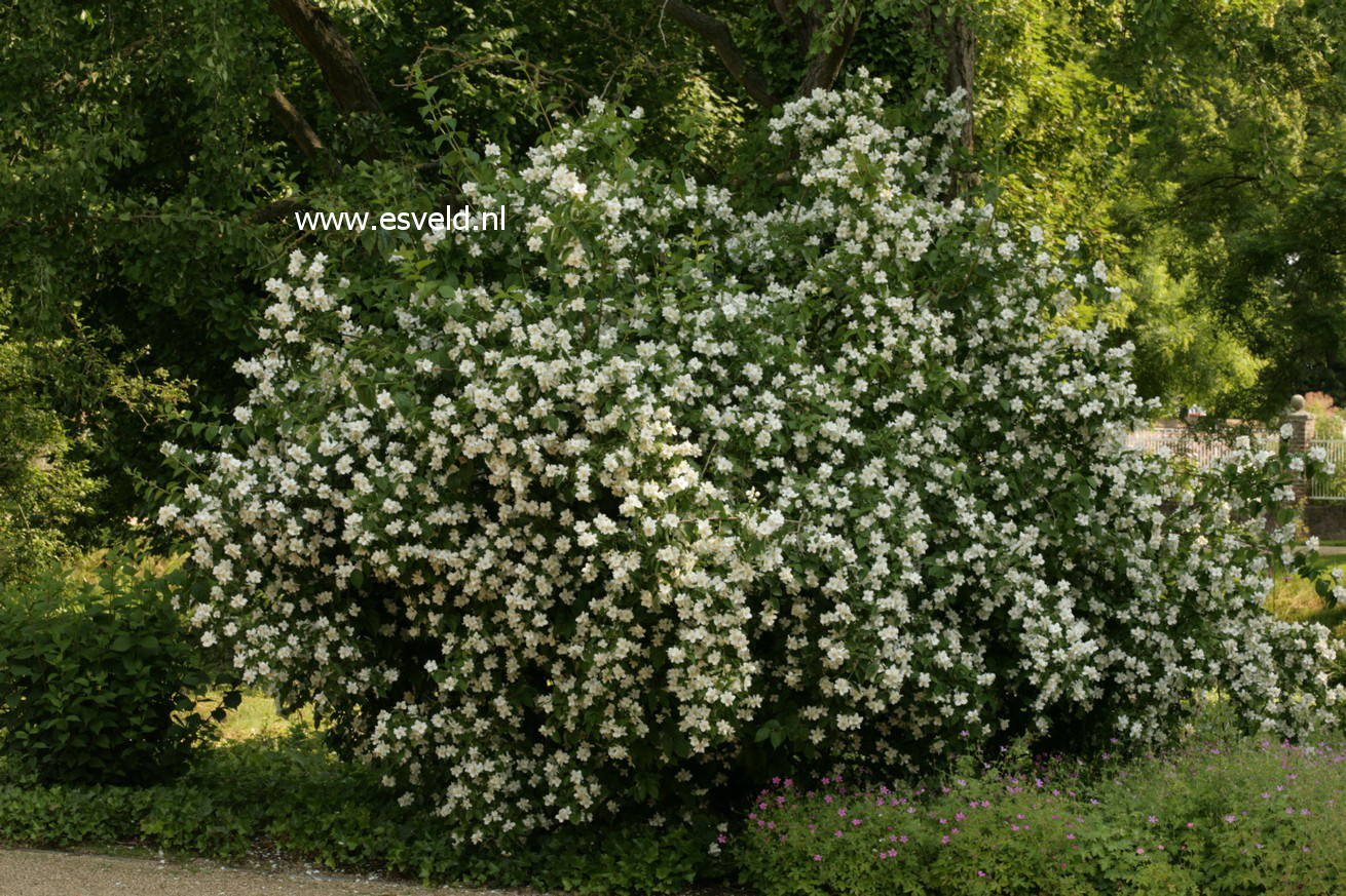 Philadelphus coronarius