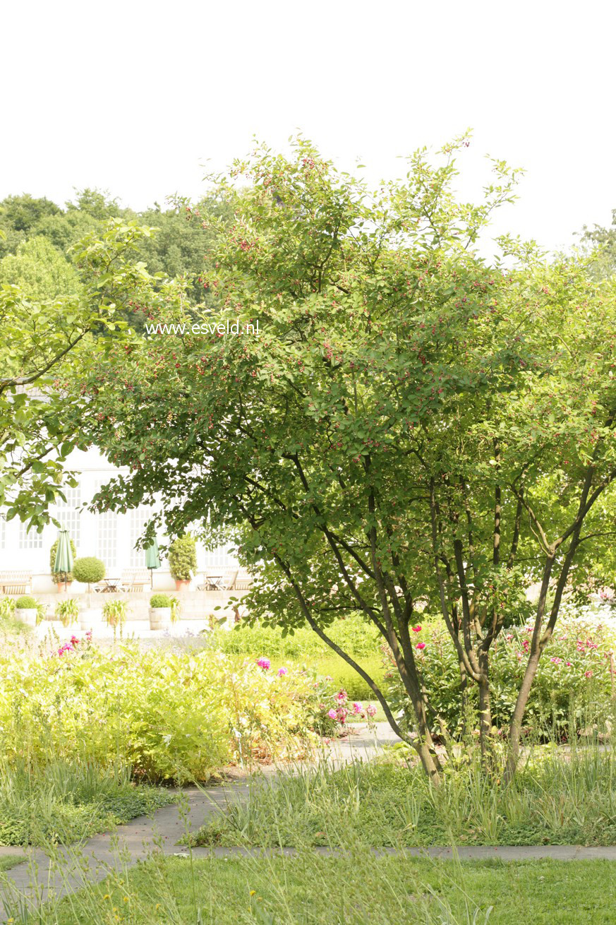 Amelanchier lamarckii