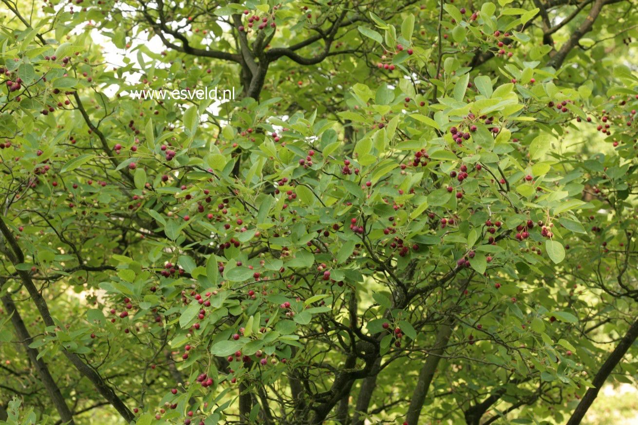 Amelanchier lamarckii