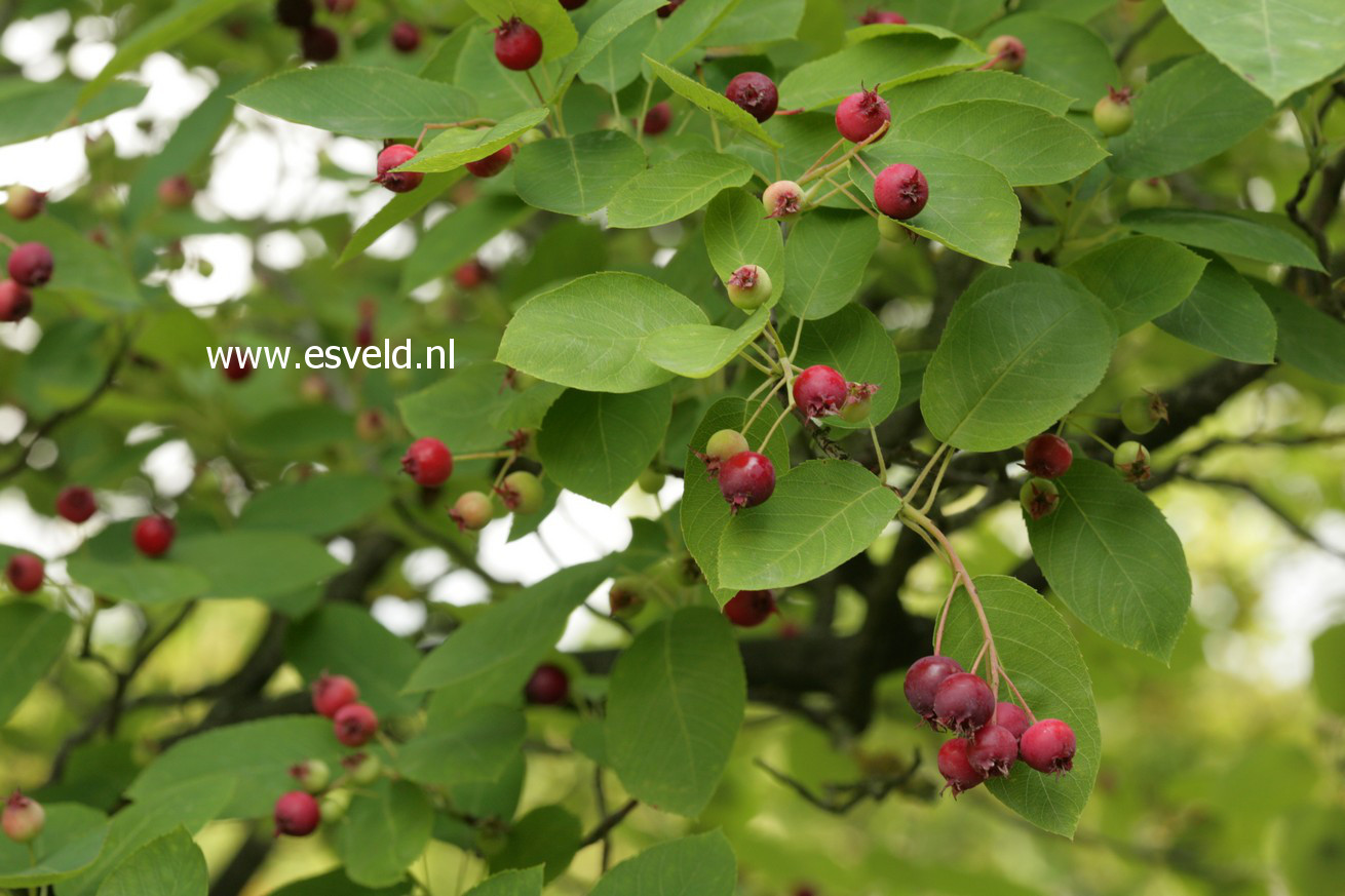 Amelanchier lamarckii