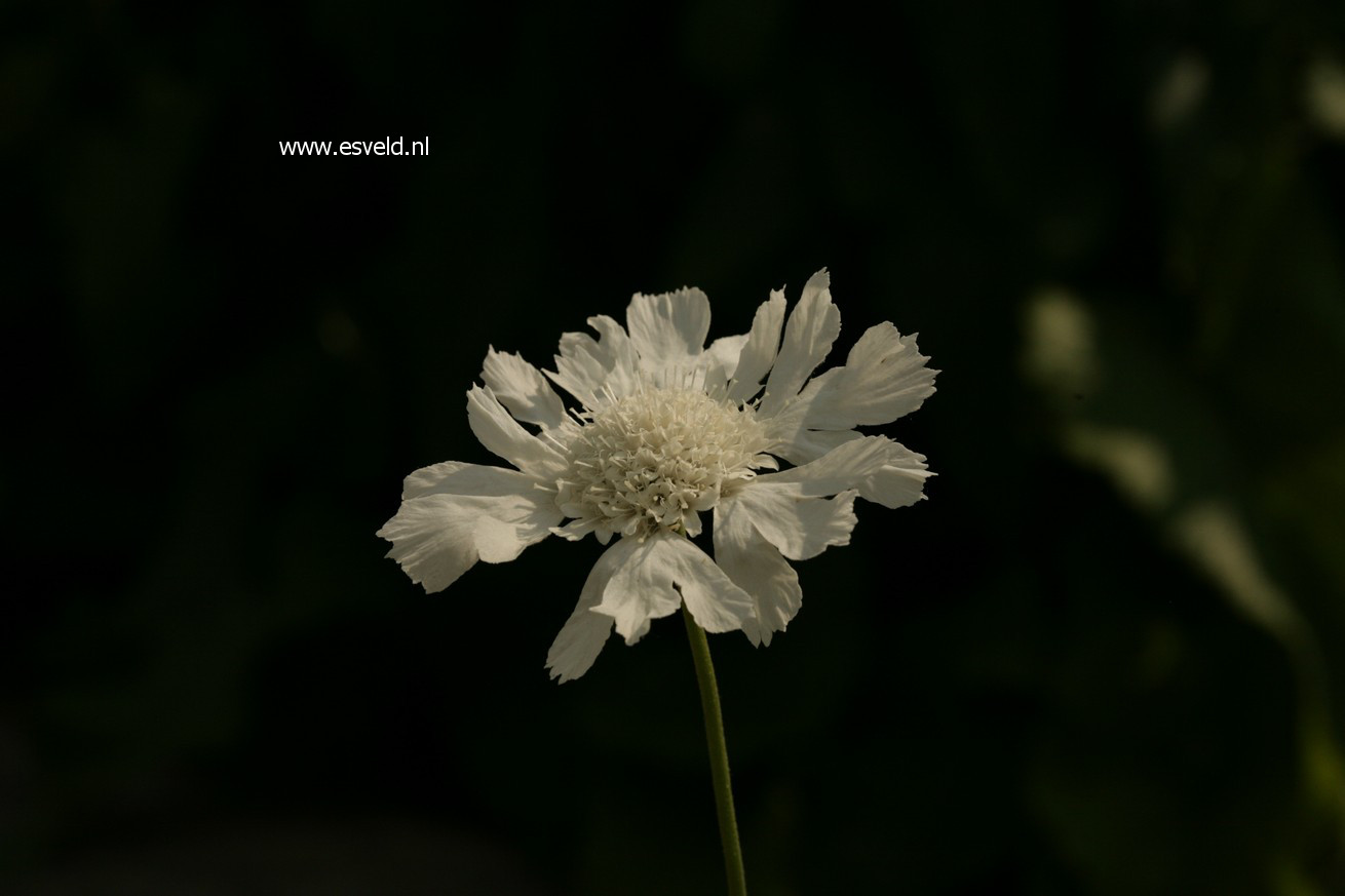 Scabiosa caucasica 'Alba'