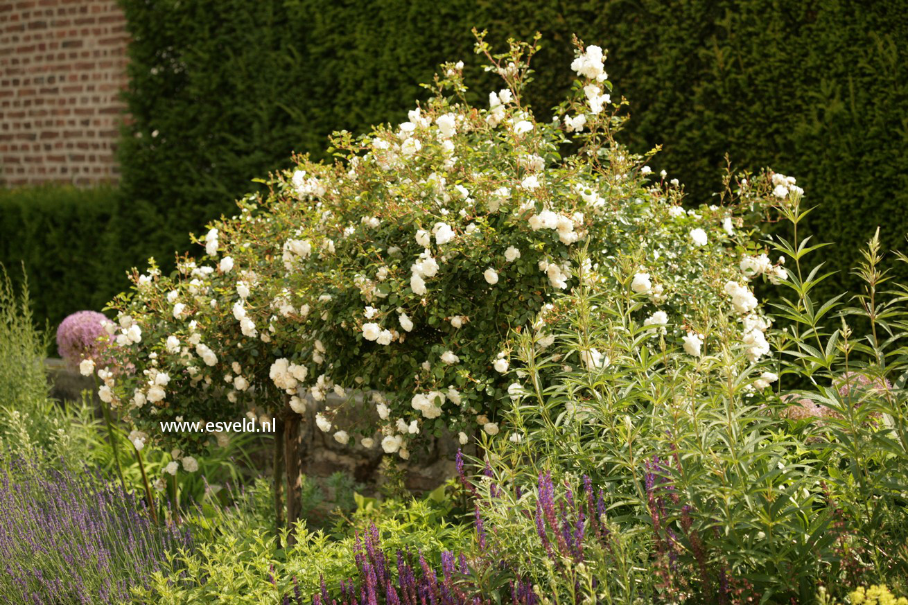 Rosa 'Schneewittchen'