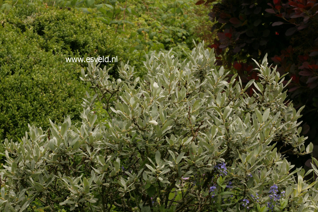 Salix helvetica