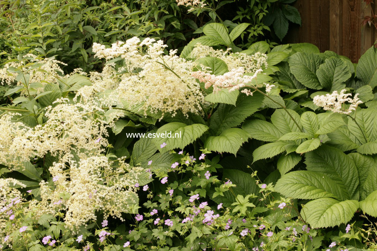 Rodgersia pinnata