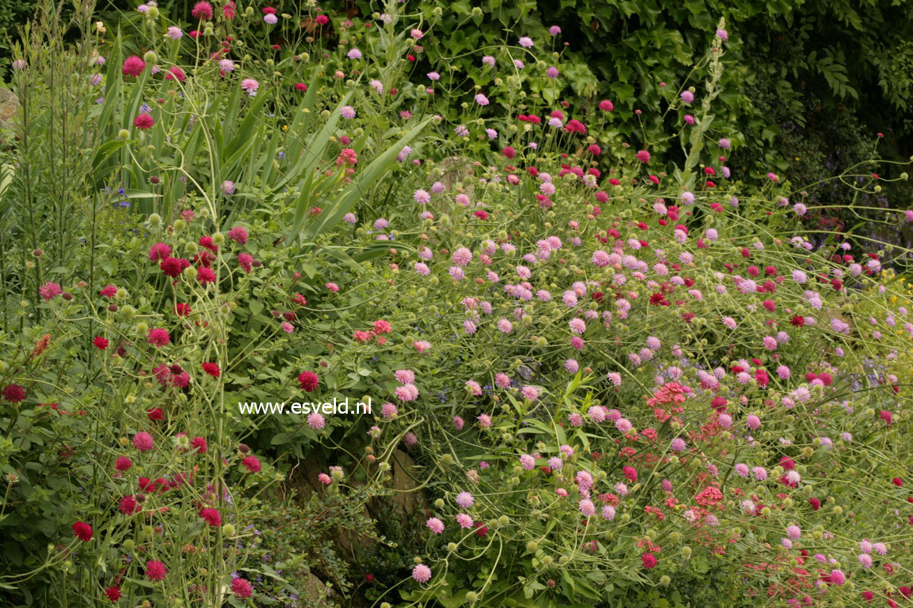 Knautia arvensis