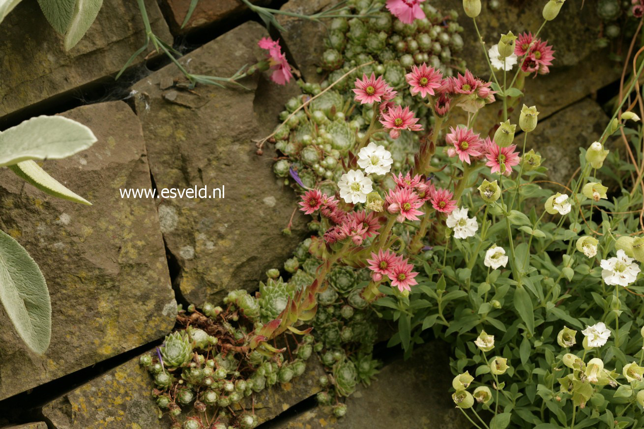 Sempervivum arachnoideum