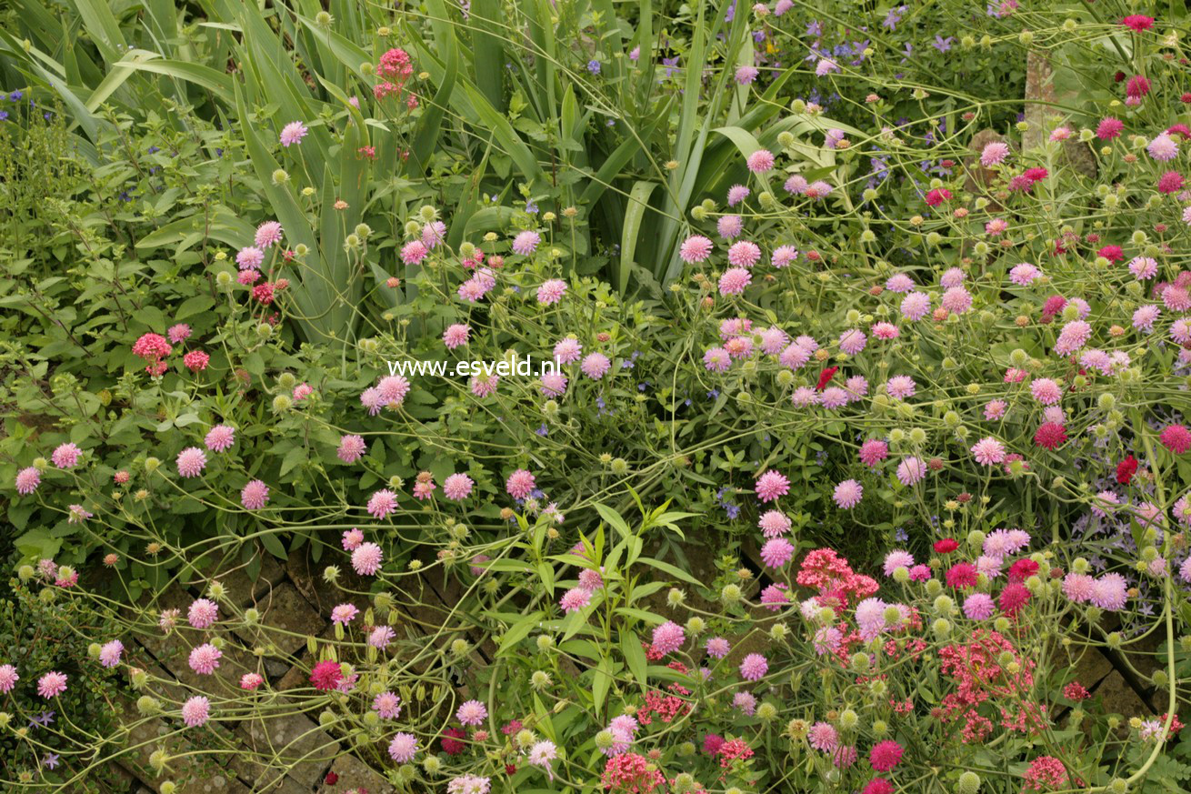 Knautia arvensis