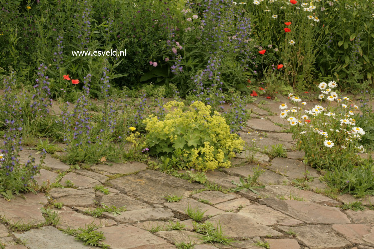 Alchemilla mollis