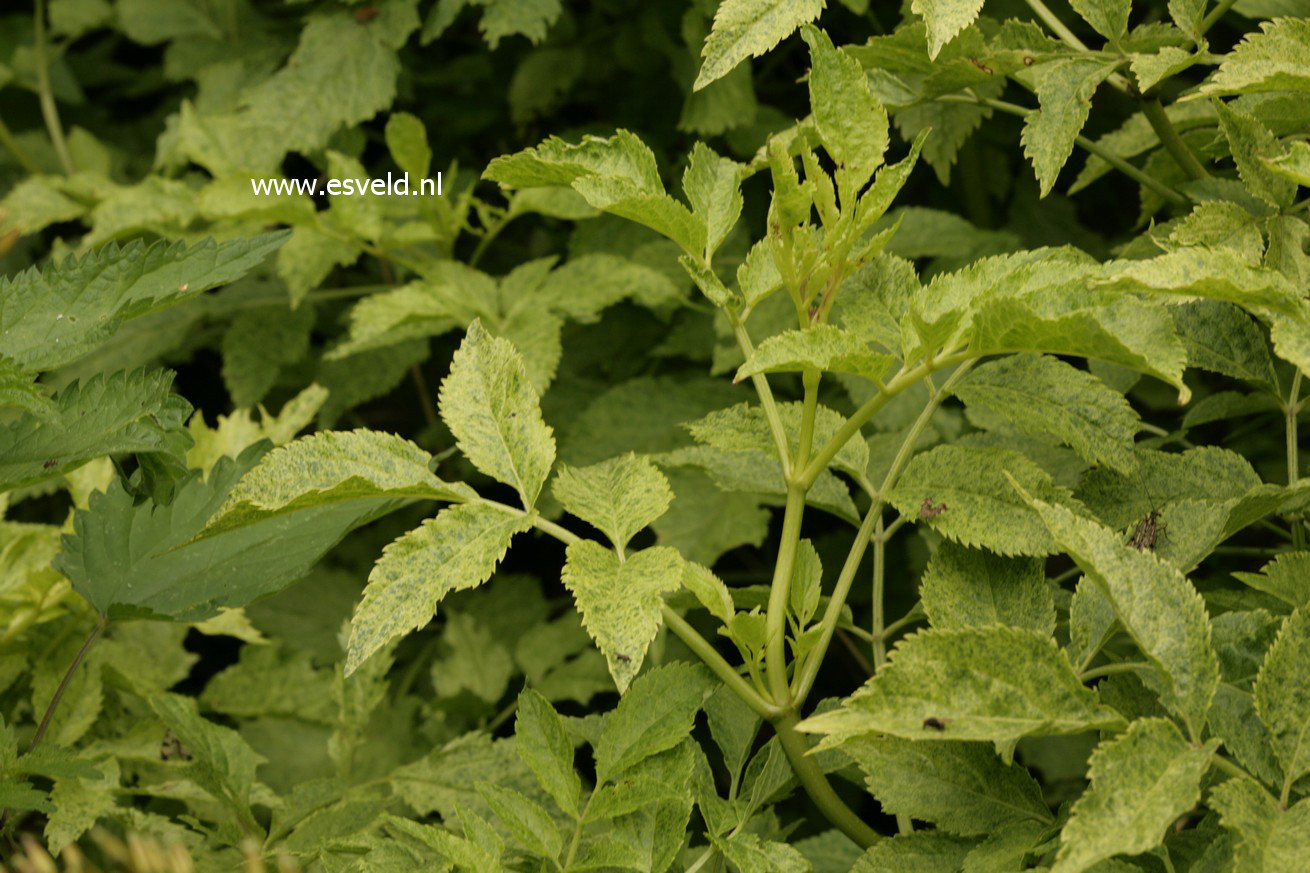 Sambucus nigra 'Pulverulenta'