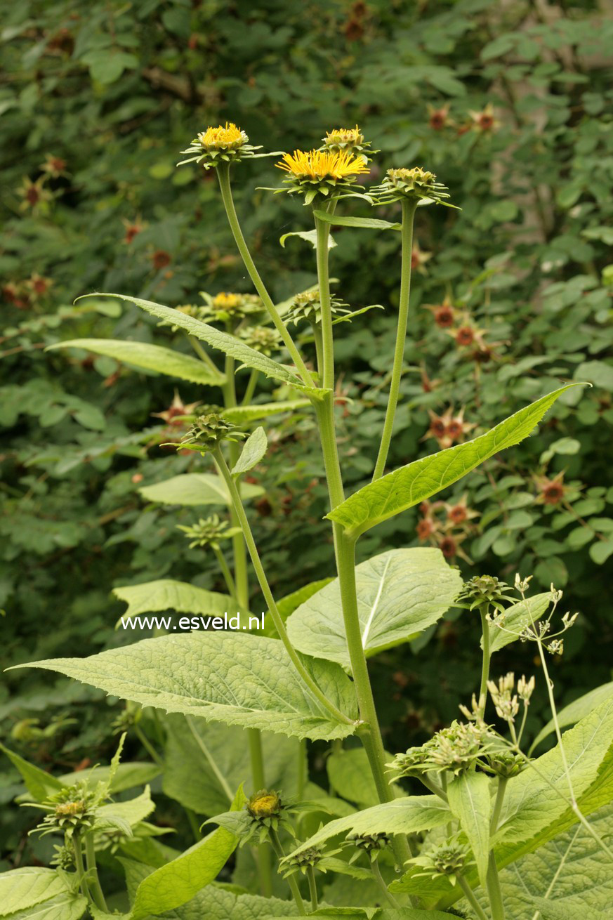 Telekia speciosa