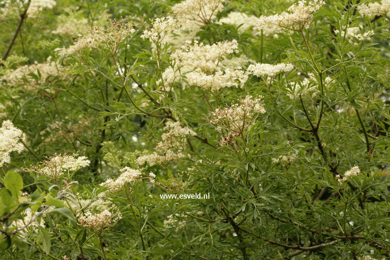 Sambucus nigra 'Laciniata'