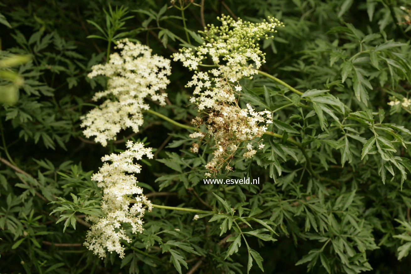 Sambucus nigra 'Laciniata'