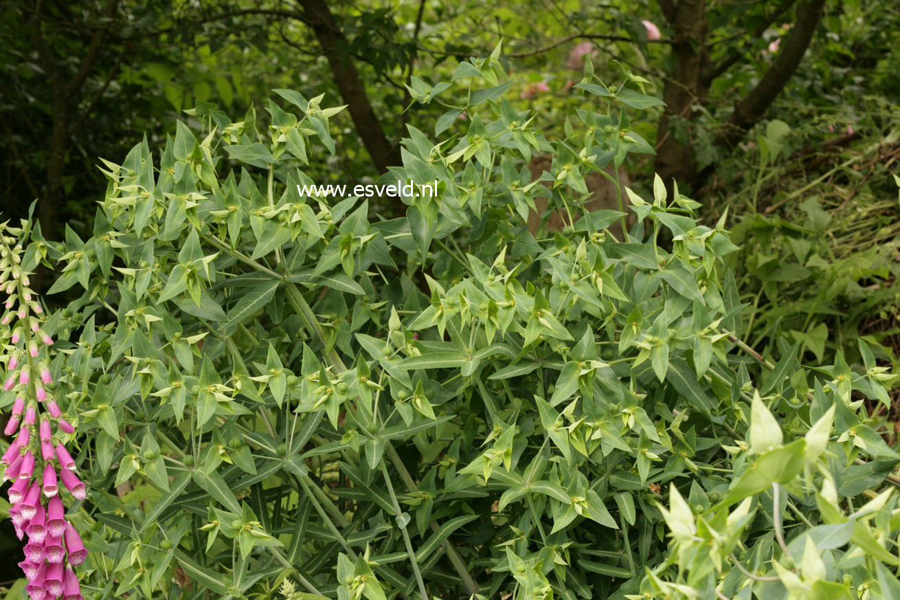 Euphorbia lathyris