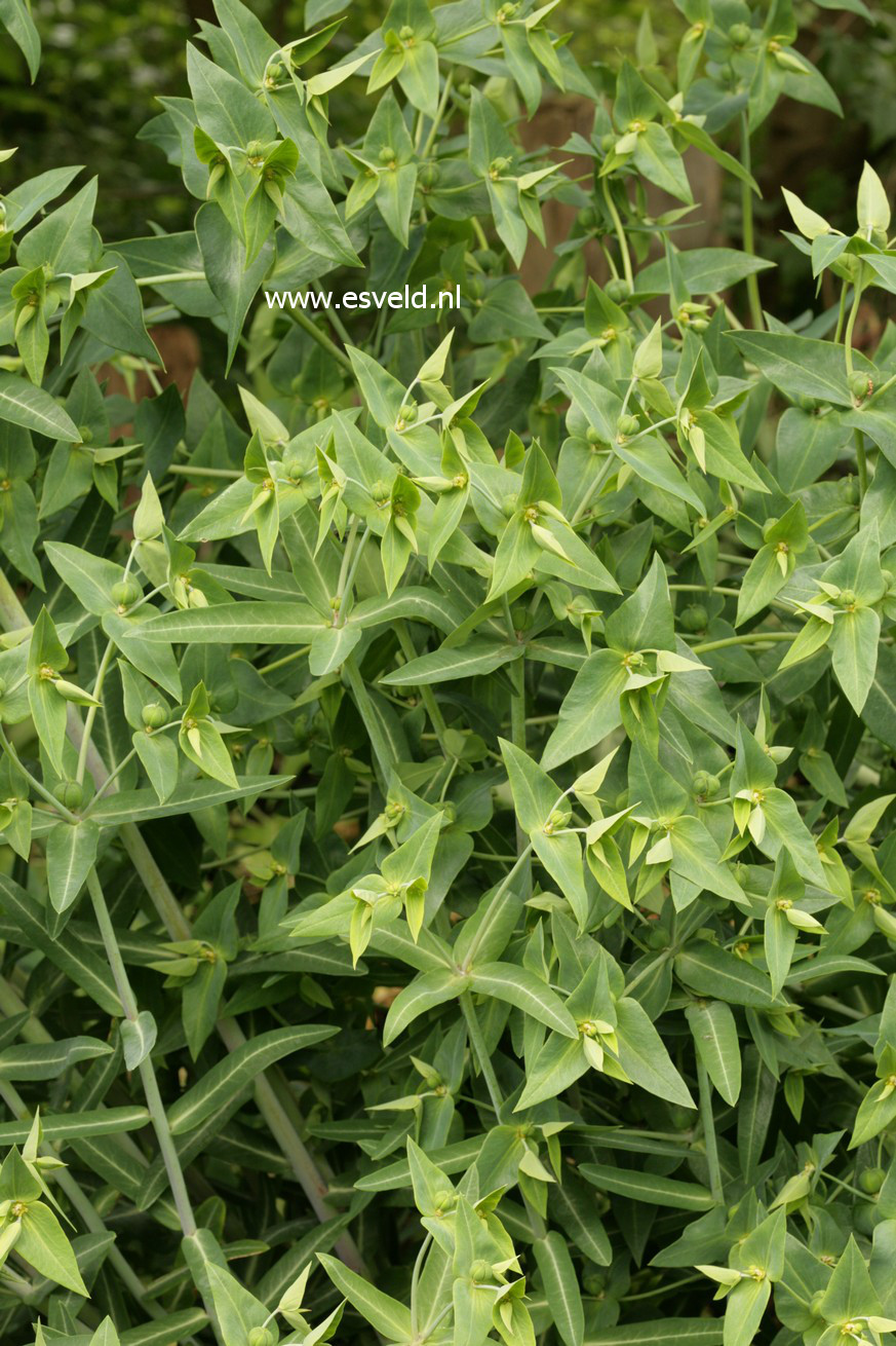 Euphorbia lathyris