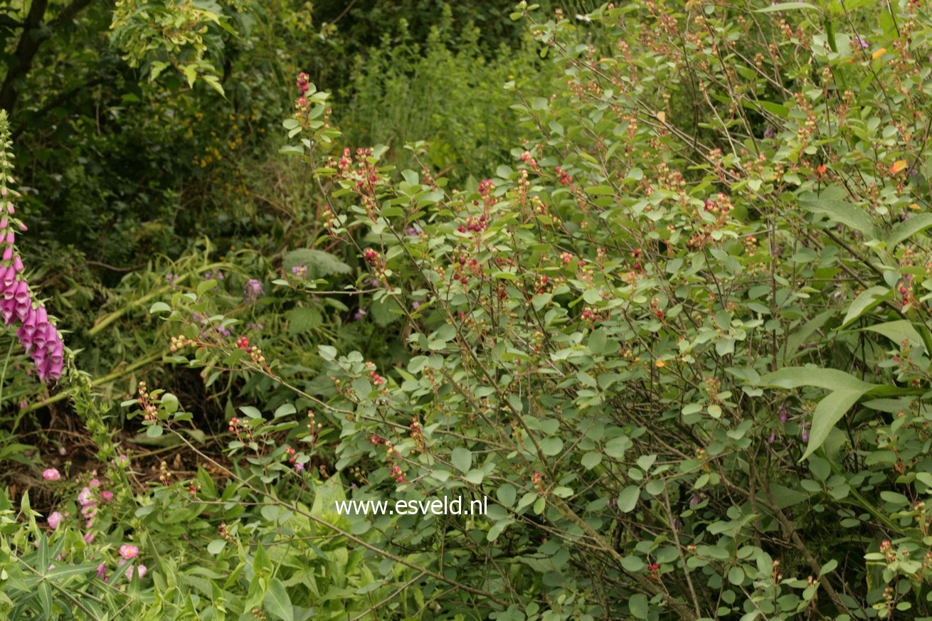 Amelanchier ovalis