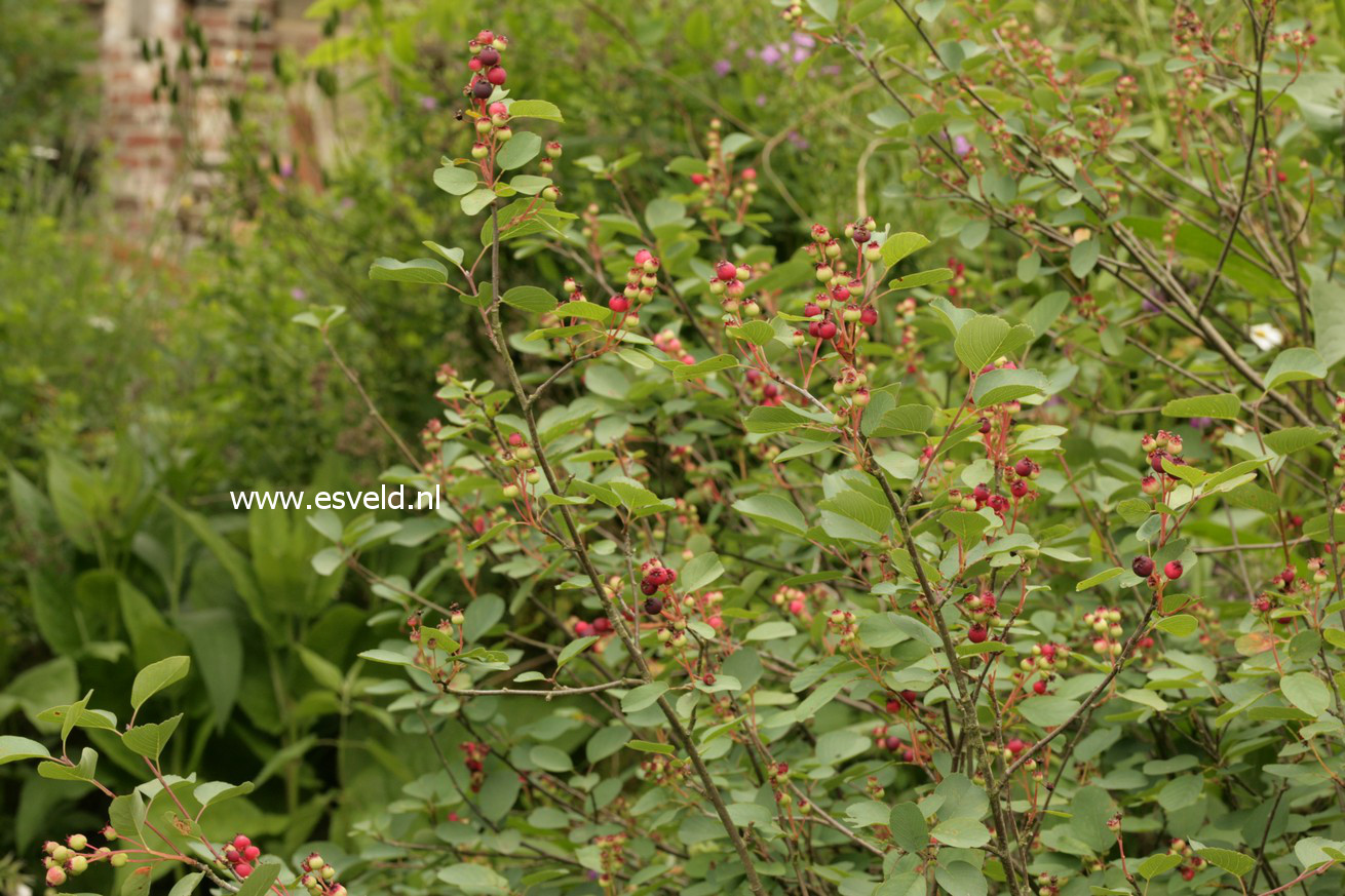 Amelanchier ovalis