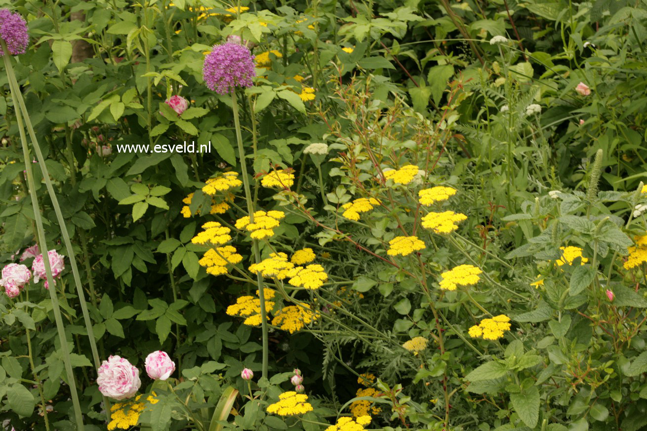 Achillea 'Coronation Gold'