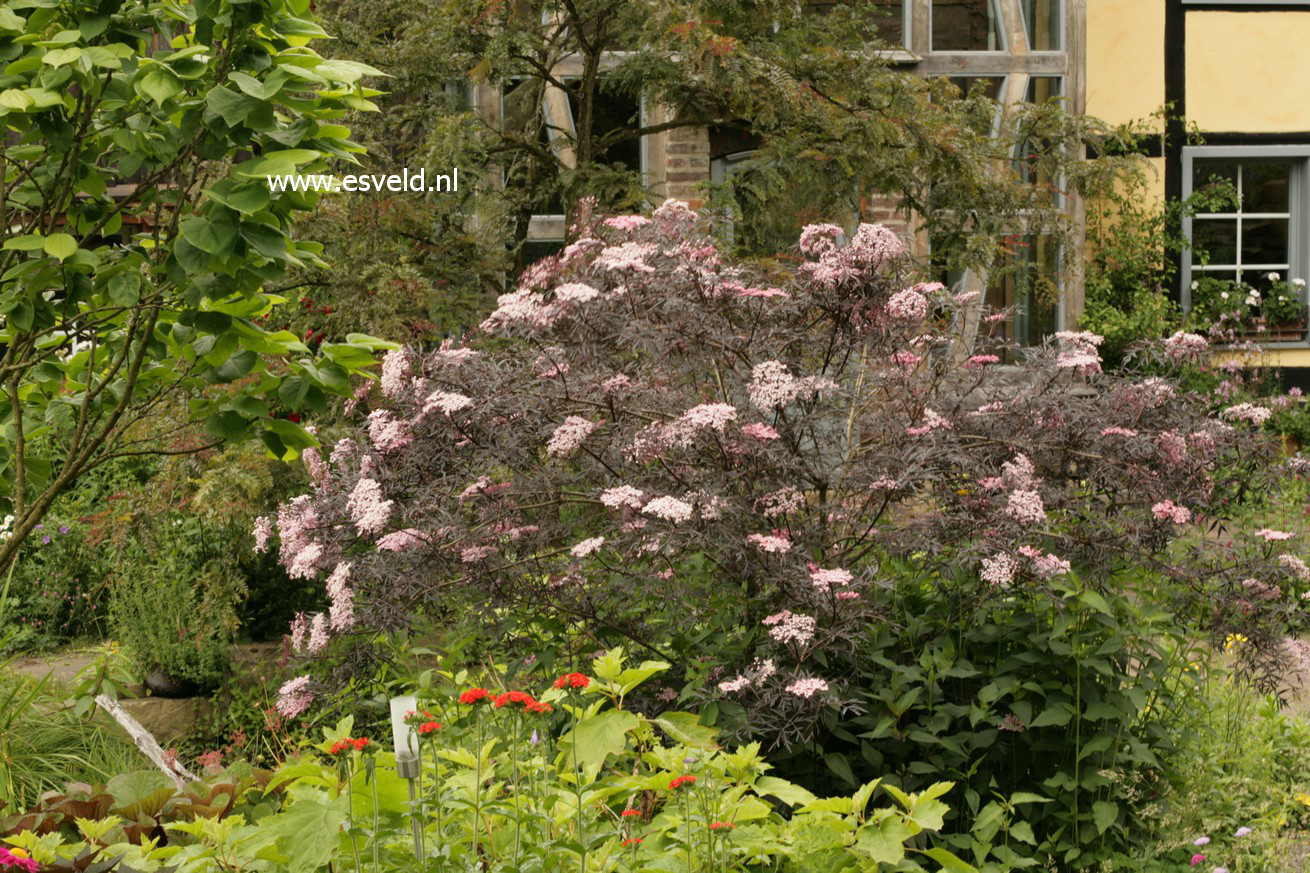 Sambucus nigra 'Eva' (BLACK LACE)